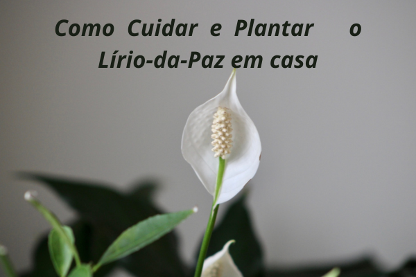 Como Cuidar e Plantar Lírio da Paz